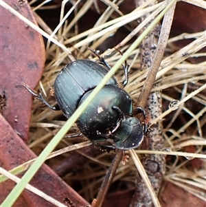 Onthophagus australis (Southern dung beetle) at Cook, ACT by CathB