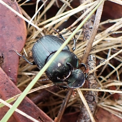 Onthophagus australis (Southern dung beetle) at Cook, ACT - 4 Dec 2024 by CathB