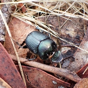 Onthophagus australis at Cook, ACT - 4 Dec 2024