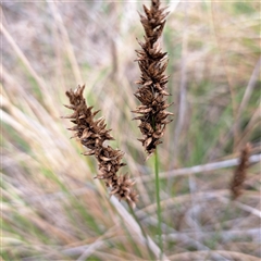 Carex appressa (Tall Sedge) at Watson, ACT - 5 Dec 2024 by abread111