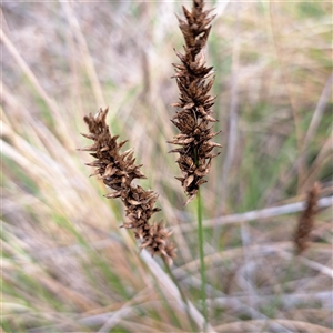 Carex appressa (Tall Sedge) at Watson, ACT by abread111