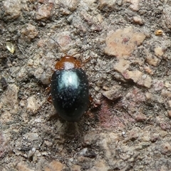 Chrysomelidae sp. (family) (Unidentified Leaf Beetle) at Charleys Forest, NSW - 5 Dec 2024 by arjay