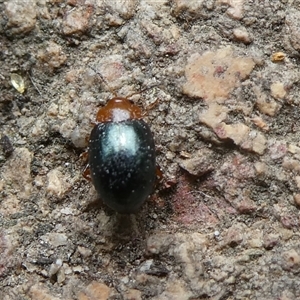 Chrysomelidae sp. (family) at Charleys Forest, NSW - 5 Dec 2024