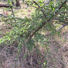 Pyracantha angustifolia (Firethorn, Orange Firethorn) at Watson, ACT - 5 Dec 2024 by abread111