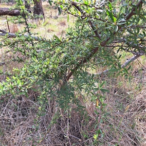 Pyracantha angustifolia (Firethorn, Orange Firethorn) at Watson, ACT by abread111