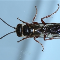 Thynninae (subfamily) (Smooth flower wasp) at Ainslie, ACT - 4 Dec 2024 by jb2602