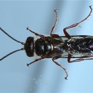 Thynninae (subfamily) (Smooth flower wasp) at Ainslie, ACT by jb2602