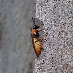 Pergidae sp. (family) at Cook, ACT - 3 Dec 2024 by CathB