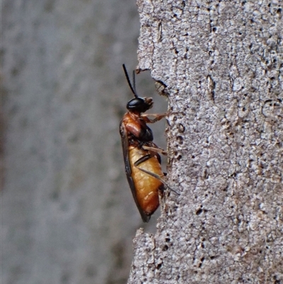 Pergidae sp. (family) (Unidentified Sawfly) at Cook, ACT - 4 Dec 2024 by CathB