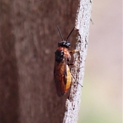 Pergidae sp. (family) at Cook, ACT - 4 Dec 2024 08:32 AM