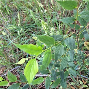 Celtis australis at Hackett, ACT - 5 Dec 2024 09:57 AM