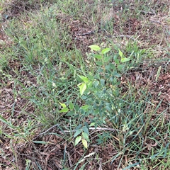 Celtis australis at Hackett, ACT - 5 Dec 2024 09:57 AM