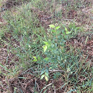 Celtis australis at Hackett, ACT - 5 Dec 2024 09:57 AM