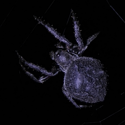 Hortophora sp. (genus) (Garden orb weaver) at Charleys Forest, NSW - 3 Dec 2024 by arjay