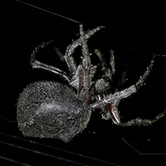 Hortophora sp. (genus) at Charleys Forest, NSW - suppressed