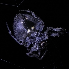 Hortophora sp. (genus) at Charleys Forest, NSW - suppressed