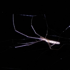 Tetragnatha sp. (genus) (Long-jawed spider) at Charleys Forest, NSW - 3 Dec 2024 by arjay