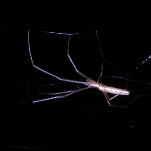 Tetragnatha sp. (genus) at Charleys Forest, NSW - 3 Dec 2024