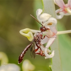 Pseudofoenus sp. (genus) (Unidentified bee-parasite wasp, burrowing bee parasite wasp) at Acton, ACT - 5 Dec 2024 by Roger