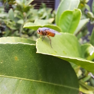 Calliphoridae (family) at Watson, ACT by abread111