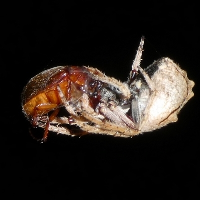 Socca pustulosa by arjay