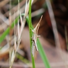 Acrida conica (Giant green slantface) at Cook, ACT - 3 Dec 2024 by CathB