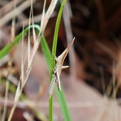 Acrida conica at Cook, ACT - 4 Dec 2024 08:22 AM