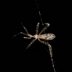 Stenolemus sp. (genus) (Thread-legged assassin bug) at Charleys Forest, NSW - 2 Dec 2024 by arjay