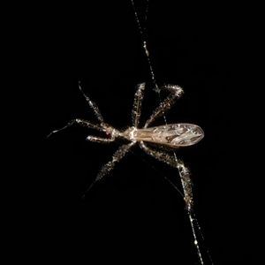 Stenolemus sp. (genus) (Thread-legged assassin bug) at Charleys Forest, NSW by arjay