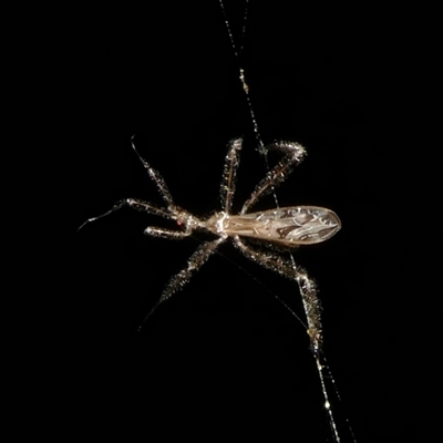 Stenolemus sp. (genus) (Thread-legged assassin bug) at Charleys Forest, NSW - 2 Dec 2024 by arjay