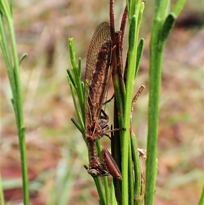 Campion impressus (A mantis lacewing) at Cook, ACT - 4 Dec 2024 by CathB