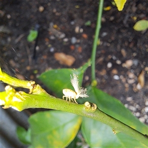 Scolypopa australis (Passionvine hopper, Fluffy bum) at Watson, ACT by abread111