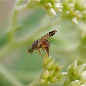 Trupanea (genus) at Cook, ACT - 3 Dec 2024 10:19 AM