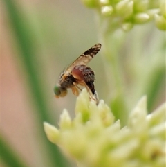 Trupanea (genus) at Cook, ACT - 3 Dec 2024 10:19 AM