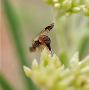 Trupanea (genus) at Cook, ACT - 3 Dec 2024 10:19 AM