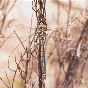 Hemicordulia tau (Tau Emerald) at Tharwa, ACT by JohnBundock