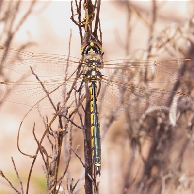 Hemicordulia tau (Tau Emerald) at Tharwa, ACT - 5 Dec 2024 by JohnBundock