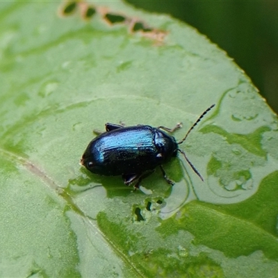 Altica sp. (genus) (Flea beetle) at Cook, ACT - 3 Dec 2024 by CathB