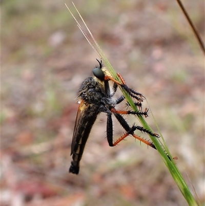 Neoscleropogon sp. (genus) (Robber fly) at Cook, ACT - 3 Dec 2024 by CathB