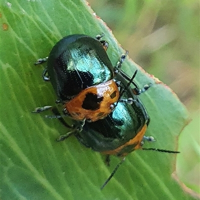 Calomela moorei (Acacia Leaf Beetle) at Penrose, NSW - 4 Dec 2024 by Aussiegall