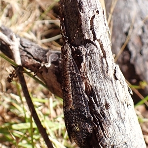 Glenoleon pulchellus (Antlion lacewing) at Cook, ACT by CathB