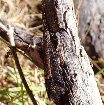 Glenoleon pulchellus (Antlion lacewing) at Cook, ACT - 2 Dec 2024 by CathB