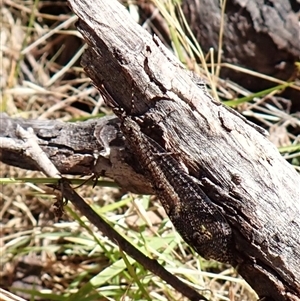 Glenoleon pulchellus at Cook, ACT - 2 Dec 2024