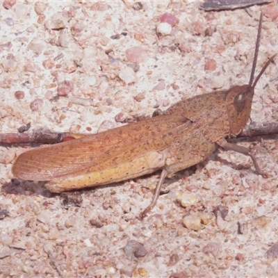 Goniaea australasiae (Gumleaf grasshopper) at Tharwa, ACT - 4 Dec 2024 by JohnBundock