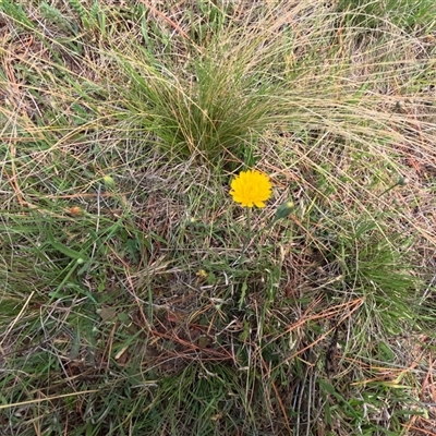 Hypochaeris radicata (Cat's Ear, Flatweed) at Bredbo, NSW - 4 Dec 2024 by WhiteRabbit