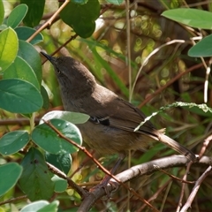 Sericornis frontalis (White-browed Scrubwren) at Chisholm, ACT - 4 Dec 2024 by RomanSoroka