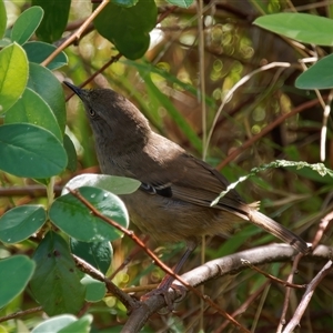 Sericornis frontalis at Chisholm, ACT by RomanSoroka