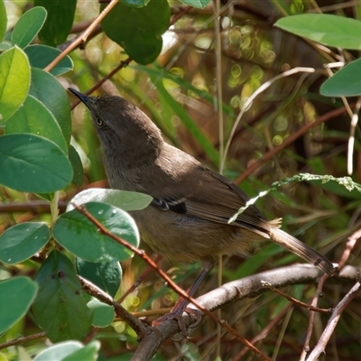 Sericornis frontalis (White-browed Scrubwren) at Chisholm, ACT - 4 Dec 2024 by RomanSoroka