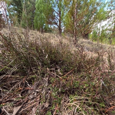 Bossiaea buxifolia (Matted Bossiaea) at Bredbo, NSW - 4 Dec 2024 by WhiteRabbit