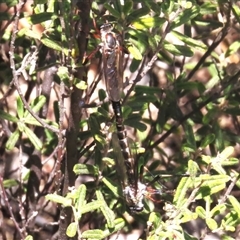 Promachus sp. (genus) at Tharwa, ACT - 5 Dec 2024 by JohnBundock